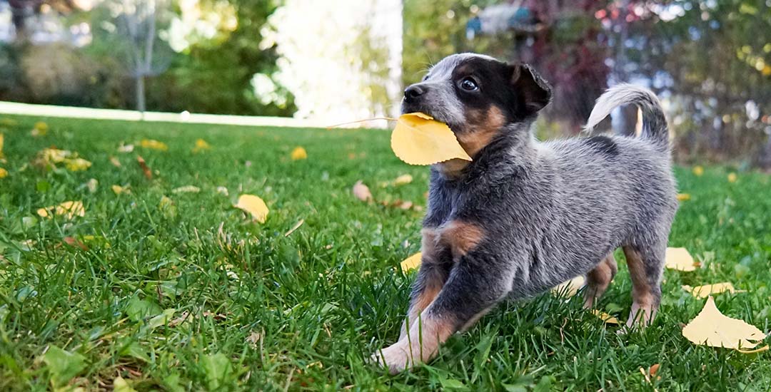 Puppy fence shop